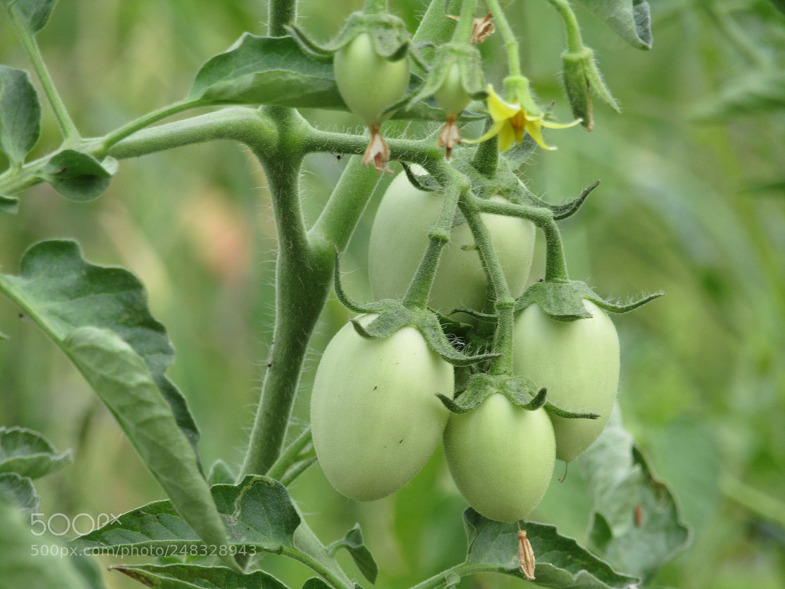 Canon POWERSHOT SX430 IS sample photo. Fresh vegetables. photography