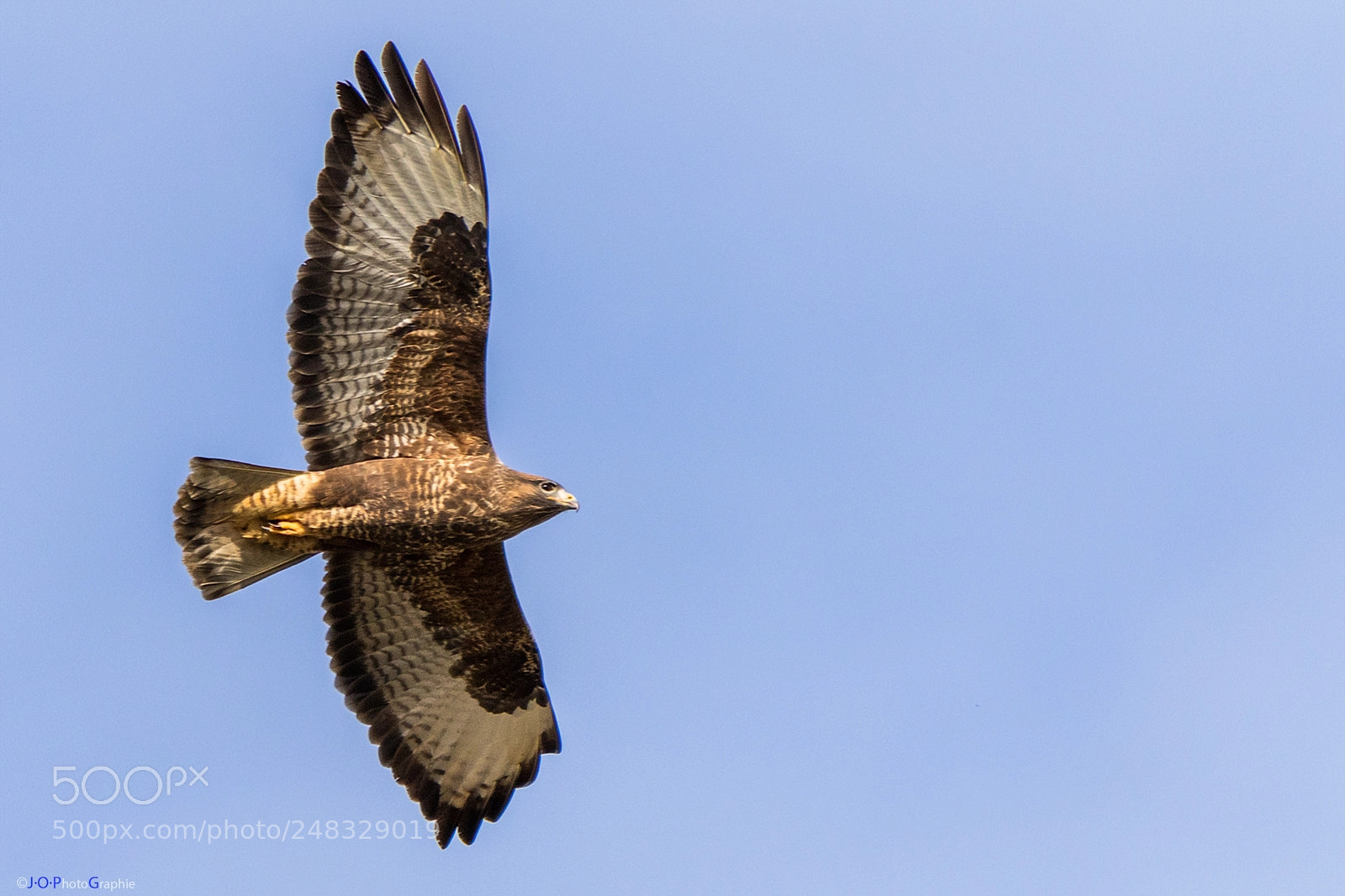 Canon EOS 7D Mark II sample photo. Bussard, buzzard photography