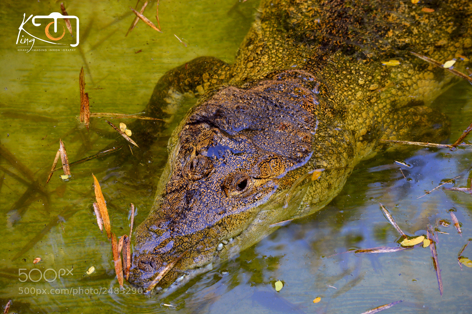 Nikon D5200 sample photo. Active croco photography