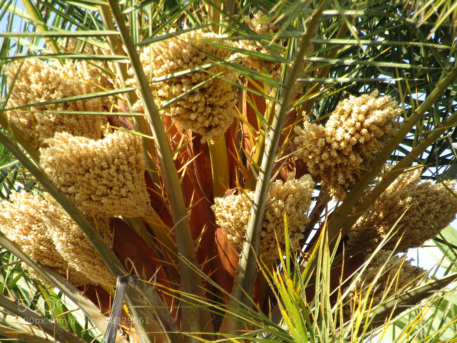 Canon POWERSHOT SX430 IS sample photo. Natural flower in the photography