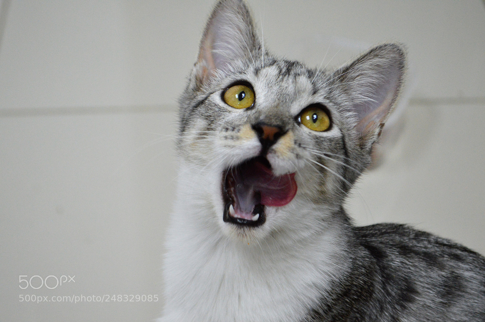 Nikon D3200 sample photo. Raquel photography
