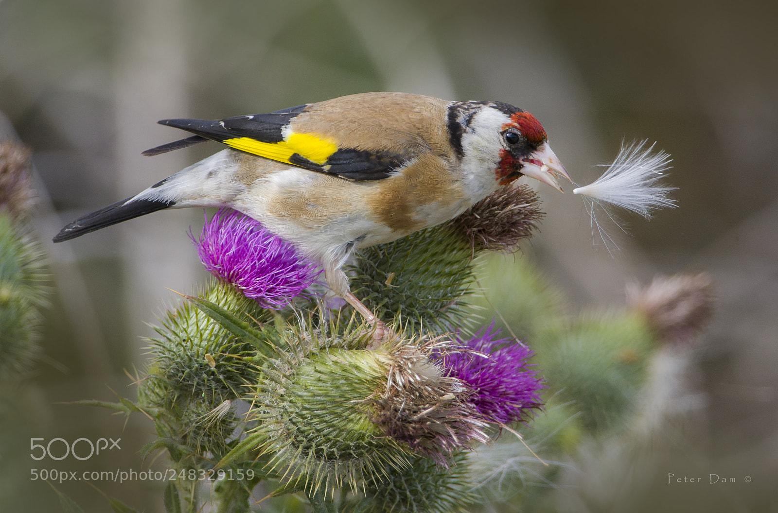 Canon EOS 40D sample photo. Goldfinch on thistle photography