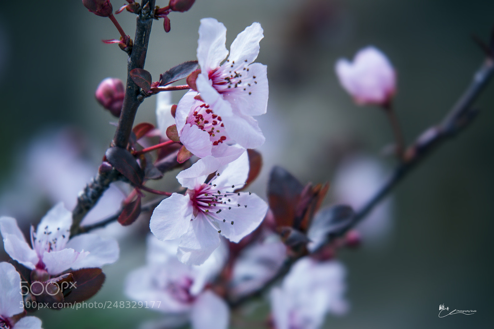 Canon EOS M6 sample photo. 春花开 photography