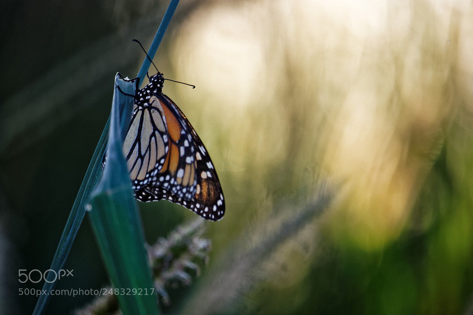 Canon EOS 80D sample photo. Butterfly photography