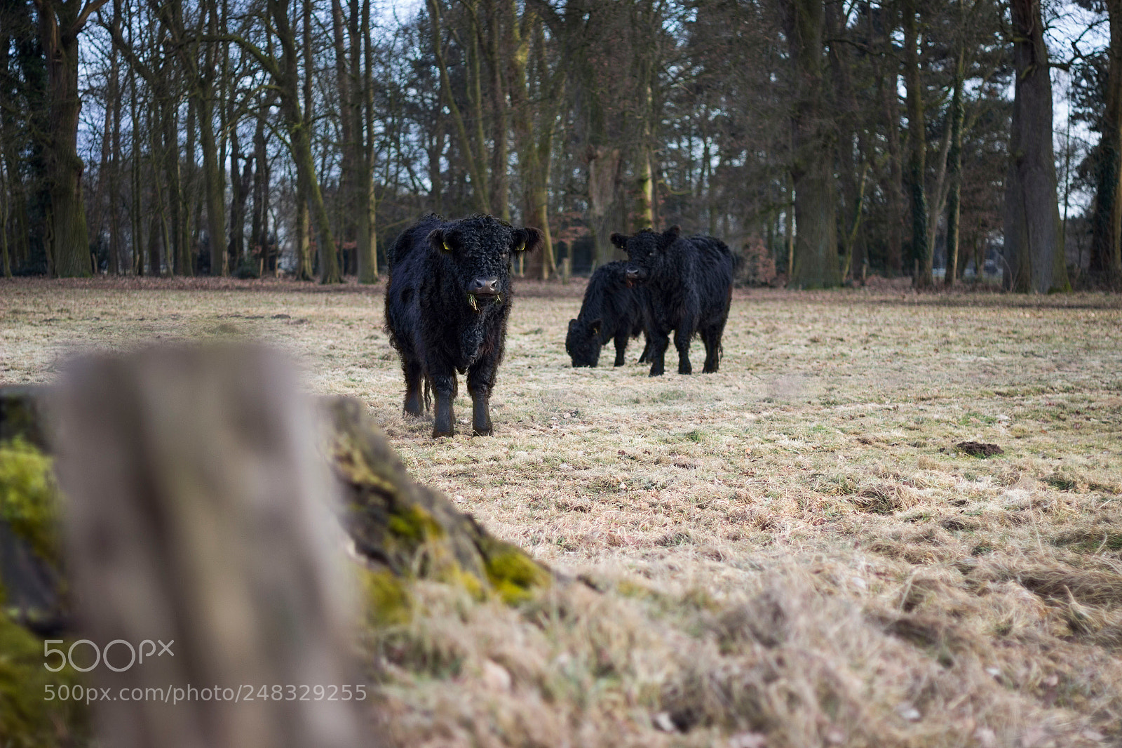 Canon EOS 600D (Rebel EOS T3i / EOS Kiss X5) sample photo. Galloway herd photography