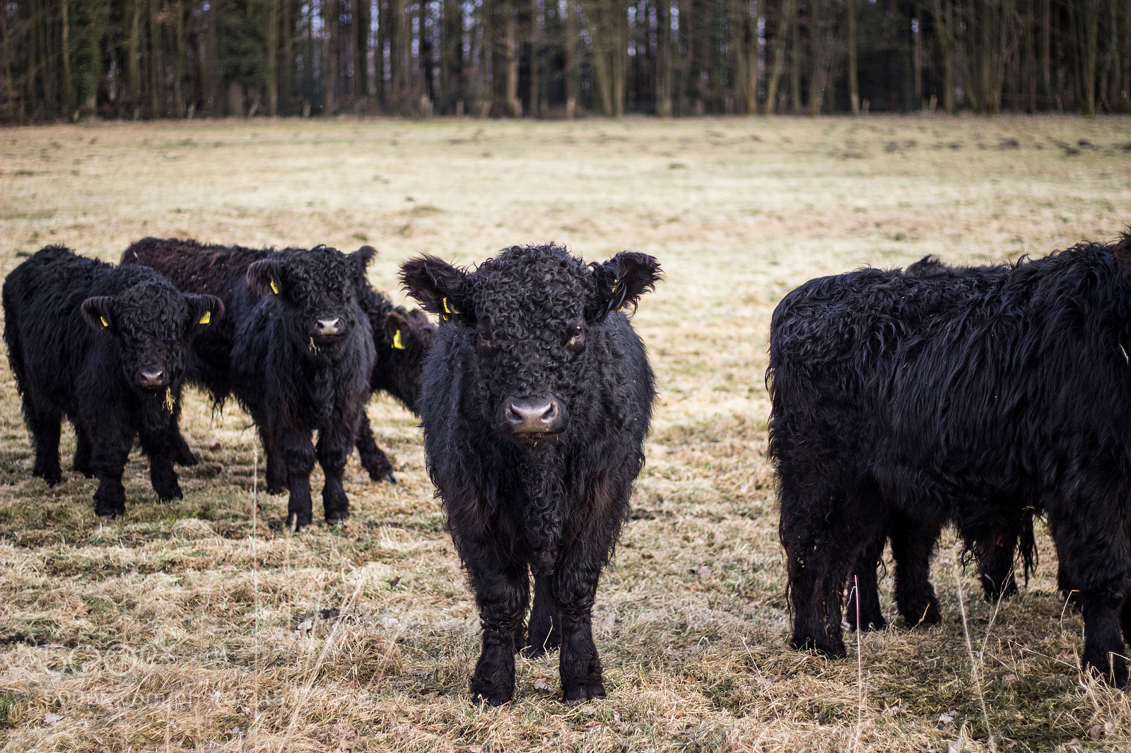 Canon EOS 600D (Rebel EOS T3i / EOS Kiss X5) sample photo. Galloway herd photography