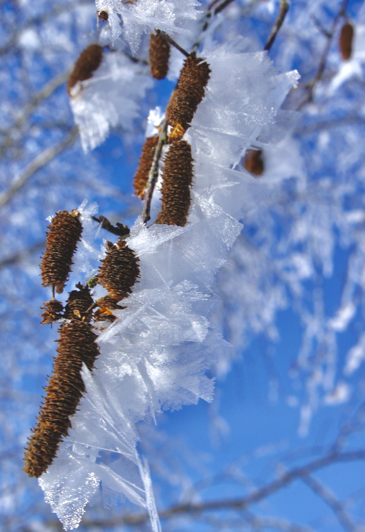 Sony Alpha NEX-3 sample photo. Frozen photography