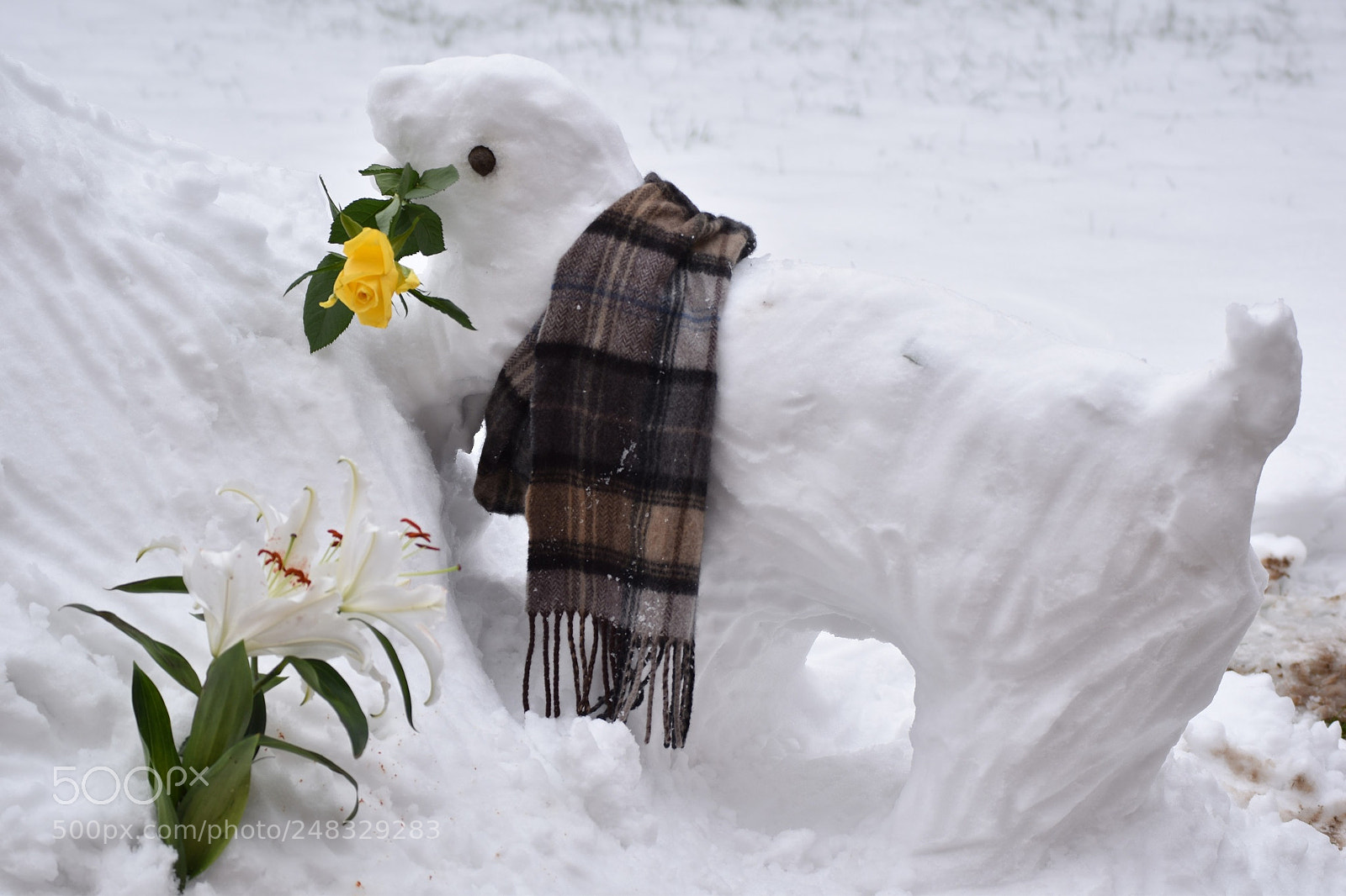 Nikon D5500 sample photo. Snow dog with yellow photography