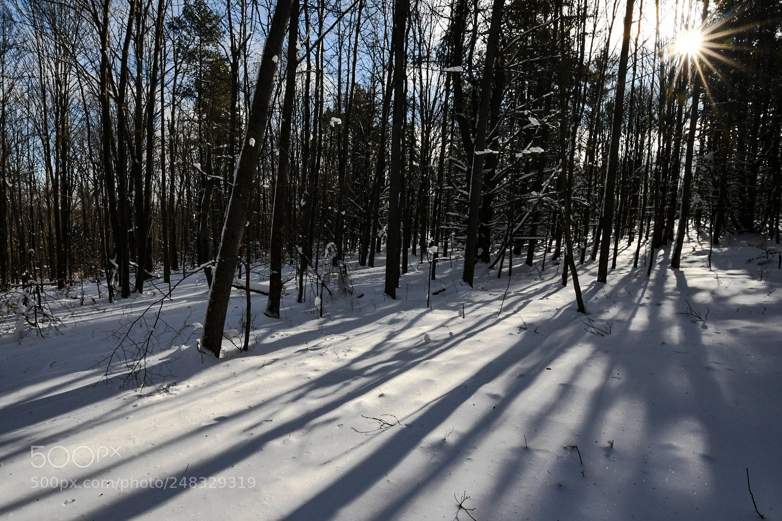 Nikon D7500 sample photo. A walk in the photography