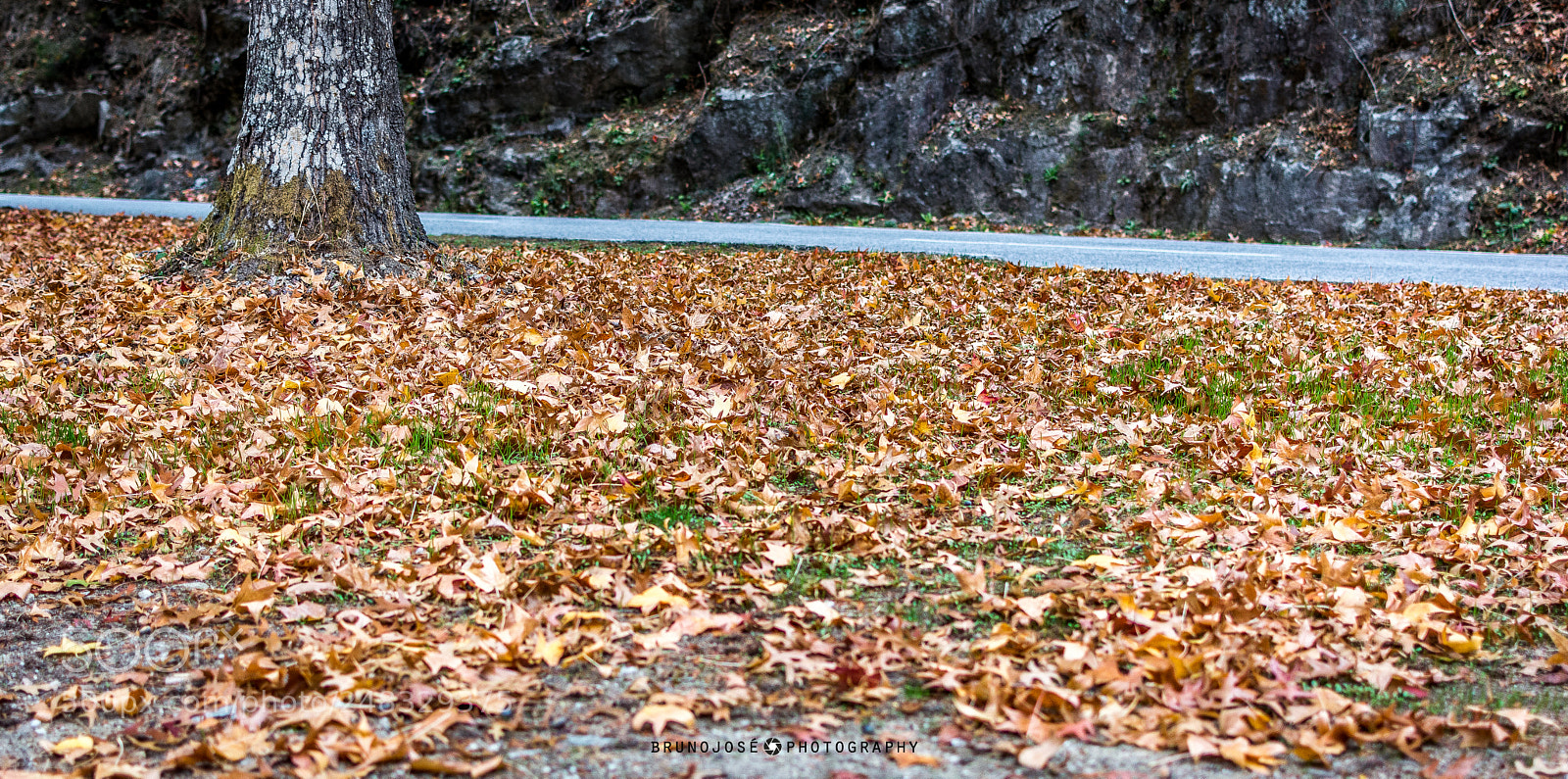 Nikon D5200 sample photo. Autumn color photography