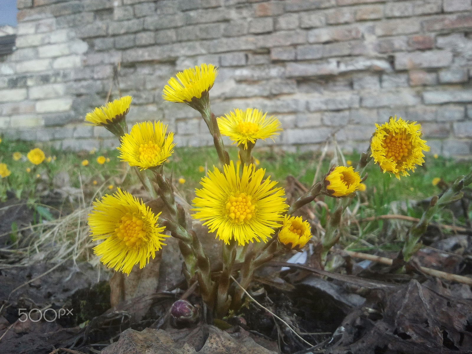 Samsung Galaxy S Plus sample photo. Tussilago farfara photography