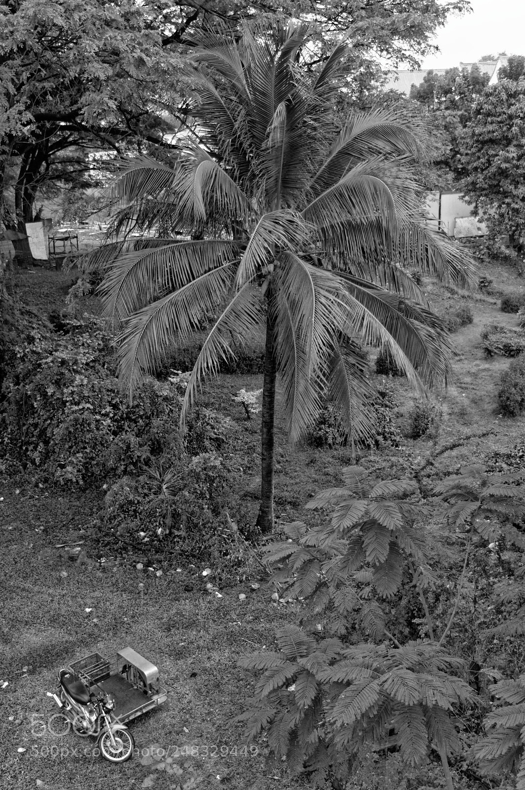 Nikon D3200 sample photo. Palm tree near the photography