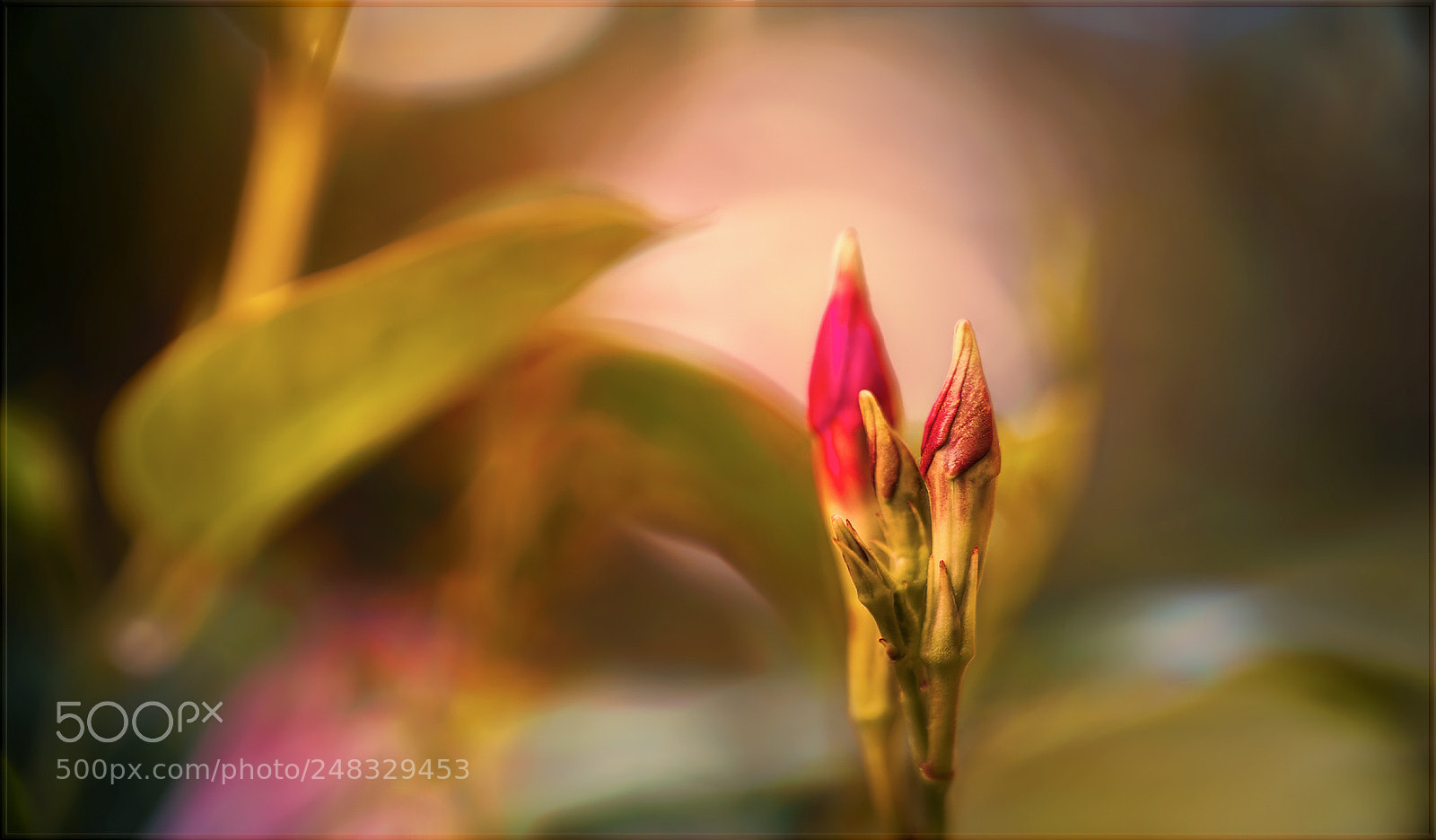 Sony a7R II sample photo. Lass dein leuchten raus ... photography