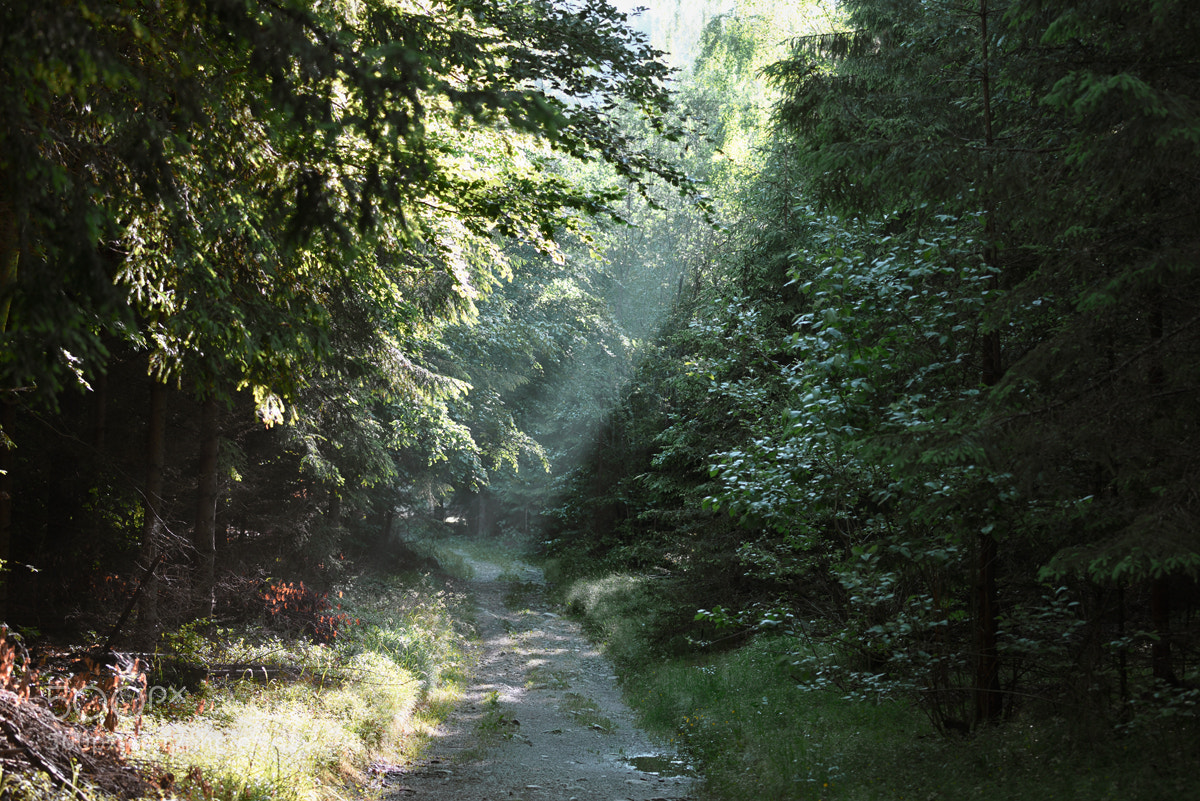 Nikon D610 sample photo. Foliage photography