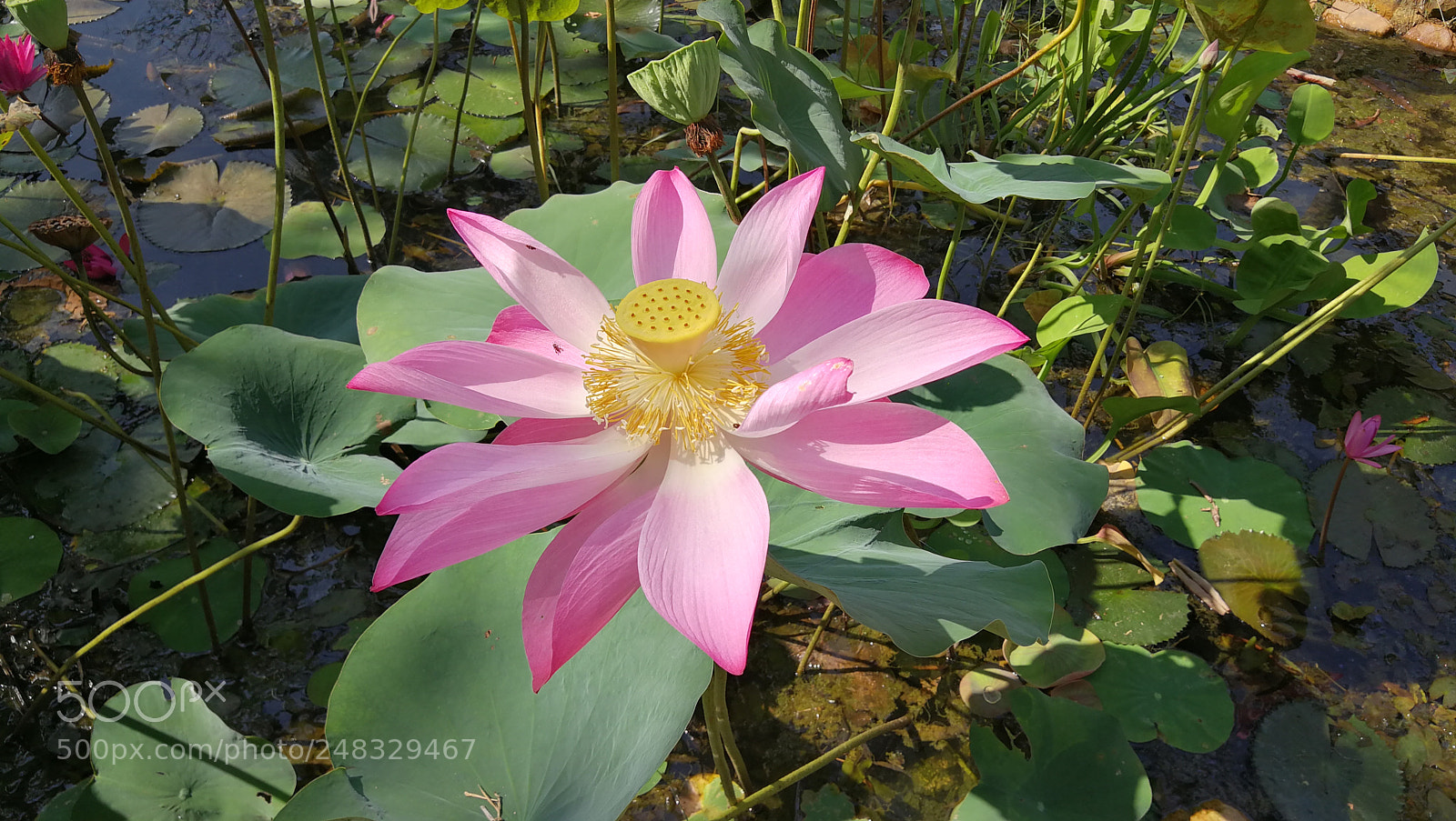 HUAWEI Mate 9 sample photo. Sdr photography