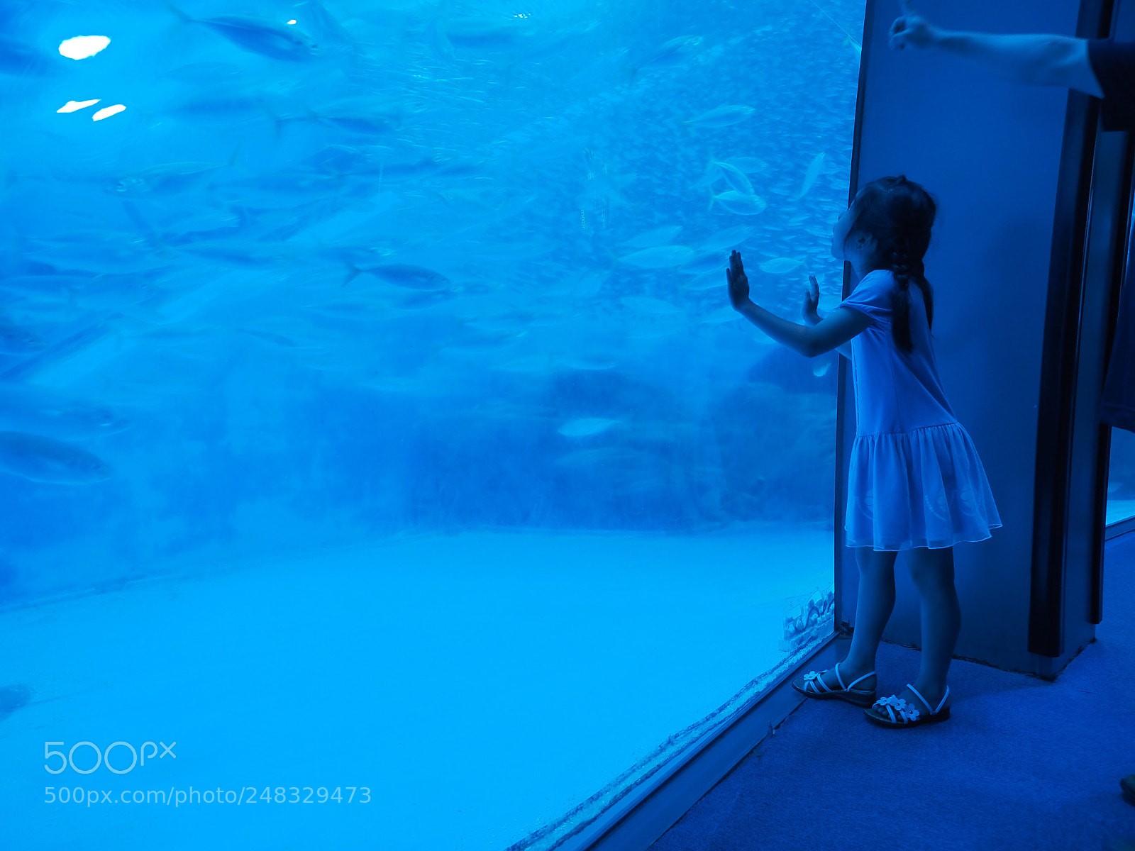 Olympus OM-D E-M1 sample photo. At the aquarium photography