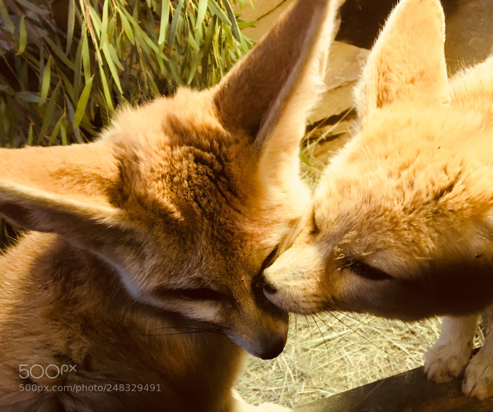 Apple iPhone 6s sample photo. Fennecs photography