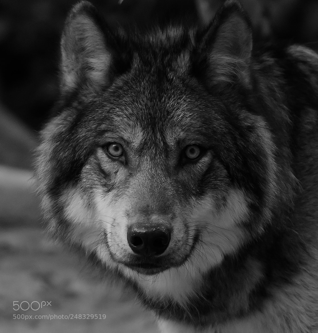 Nikon D600 sample photo. Wolf portrait photography
