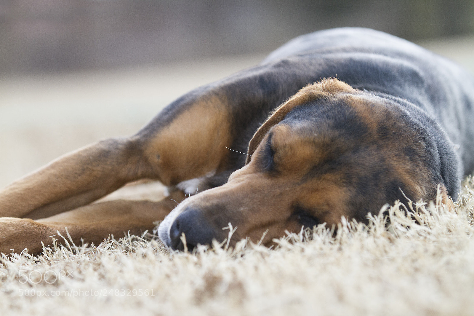 Canon EOS 7D sample photo. Let sleeping dogs lay photography