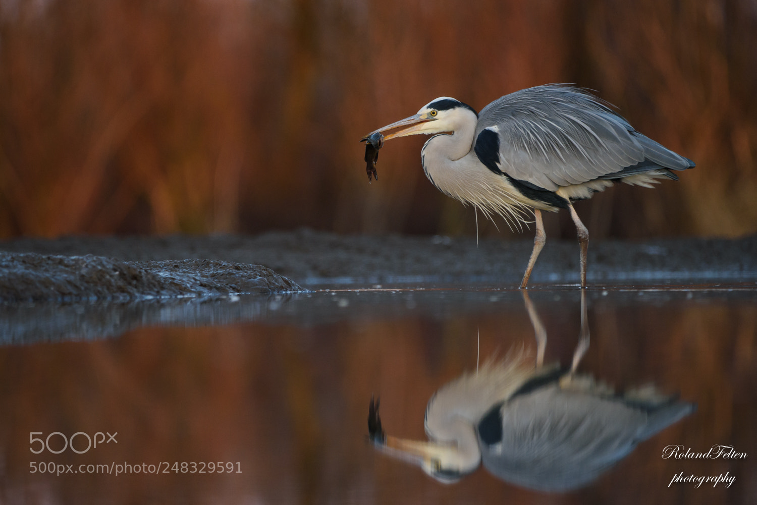 Nikon D810 sample photo. Evening reflection photography