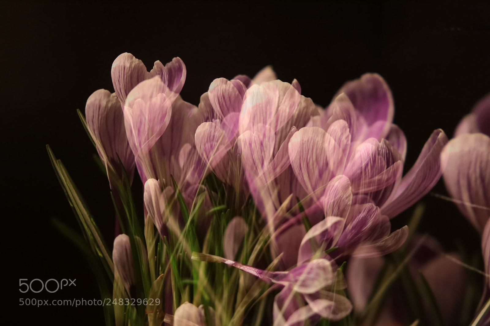 Canon EF 24-105mm F3.5-5.6 IS STM sample photo. Multi crocus photography