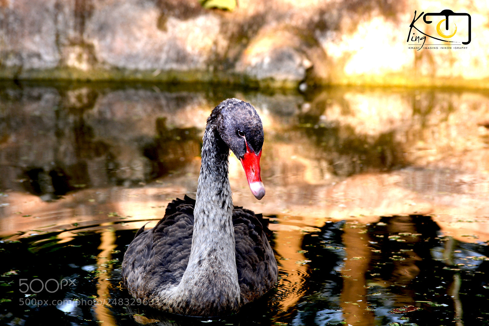 Nikon D5200 sample photo. Duck photography