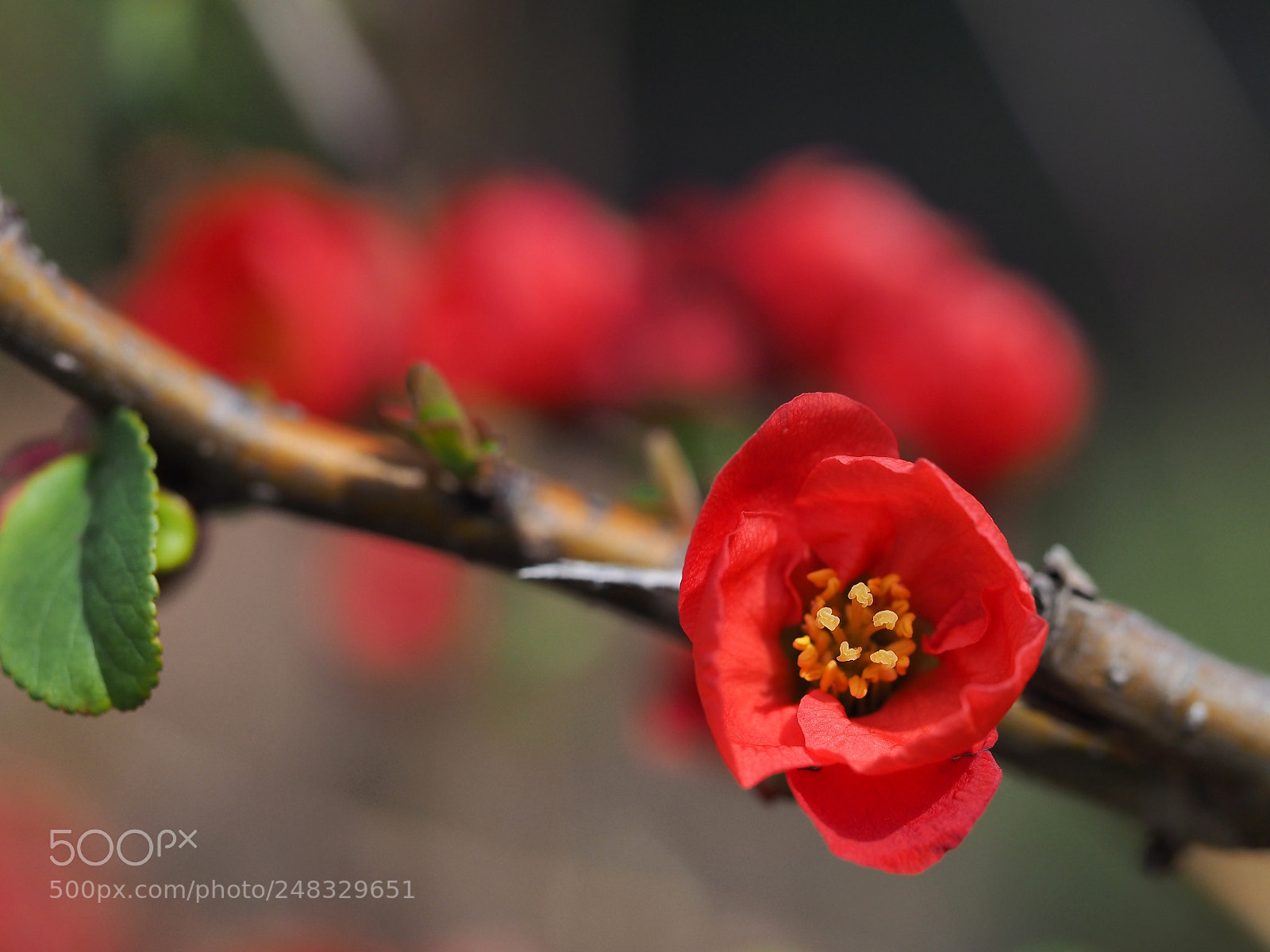 Olympus OM-D E-M1 sample photo. Japanese quince photography