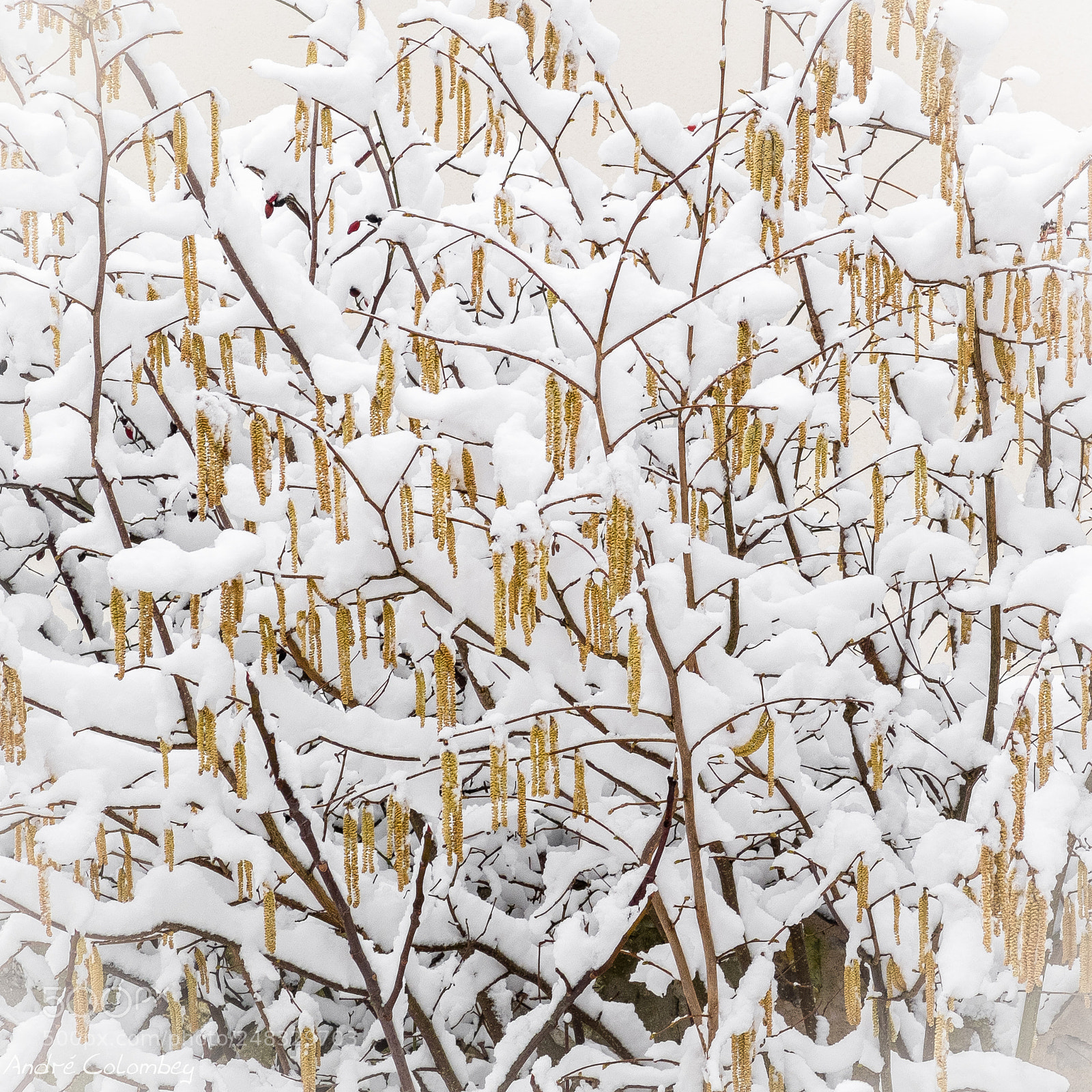 Fujifilm X10 sample photo. Snow tree photography