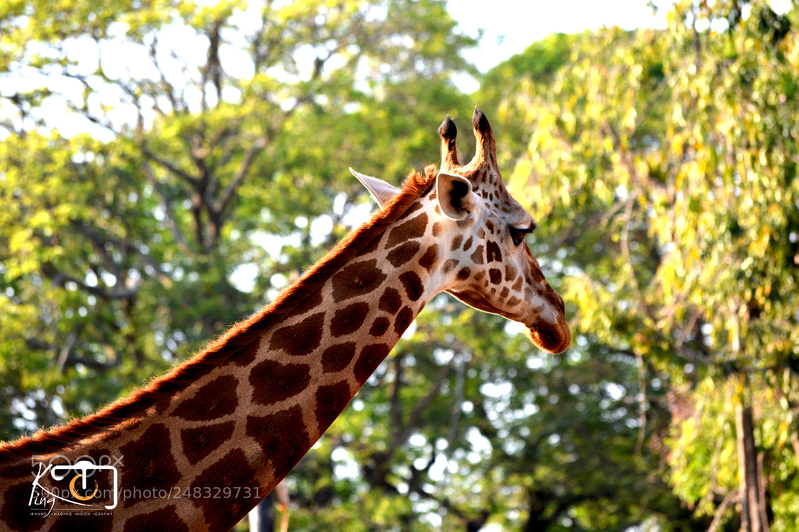 Nikon D5200 sample photo. Giraffe photography