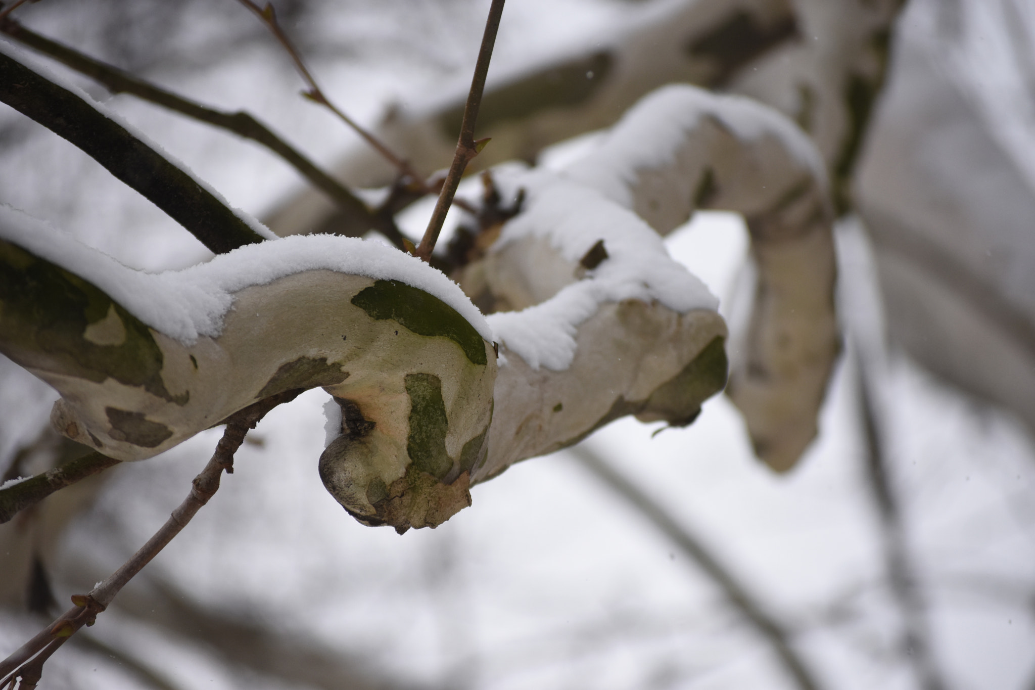 Nikon D7200 sample photo. Spiral thoughts photography
