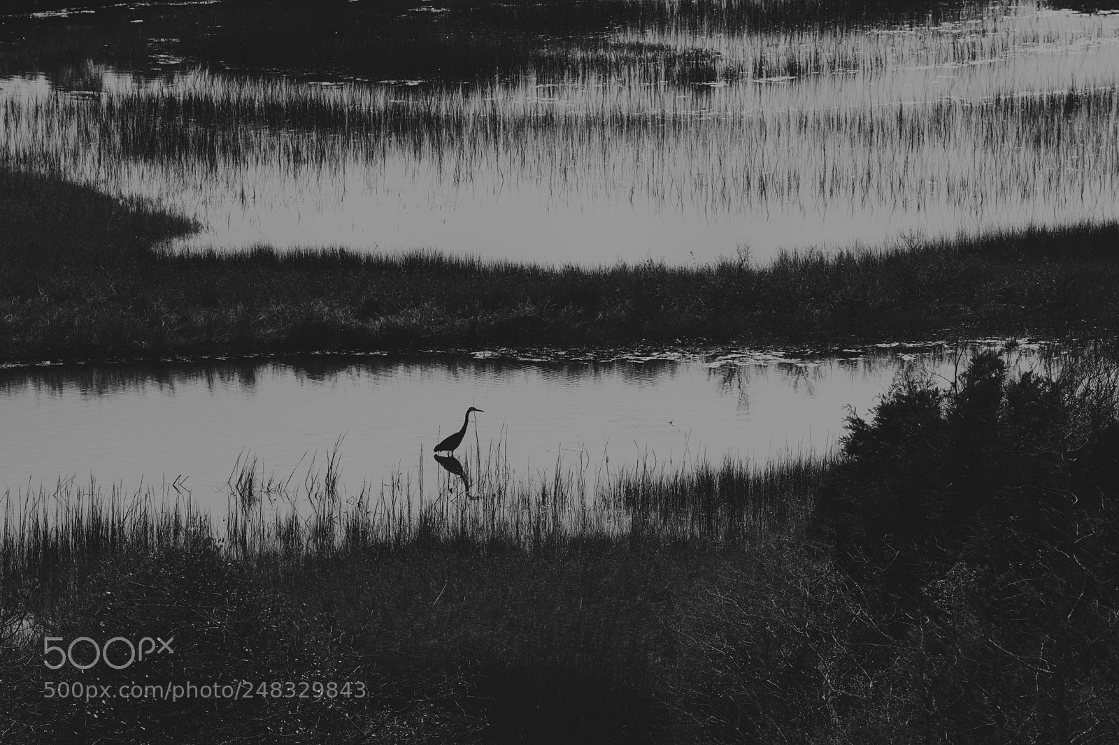 Sony a9 sample photo. Heron photography