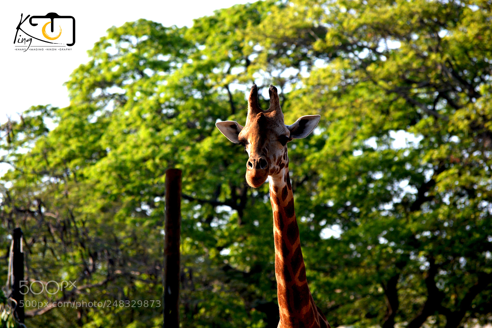Nikon D5200 sample photo. Photo phose photography