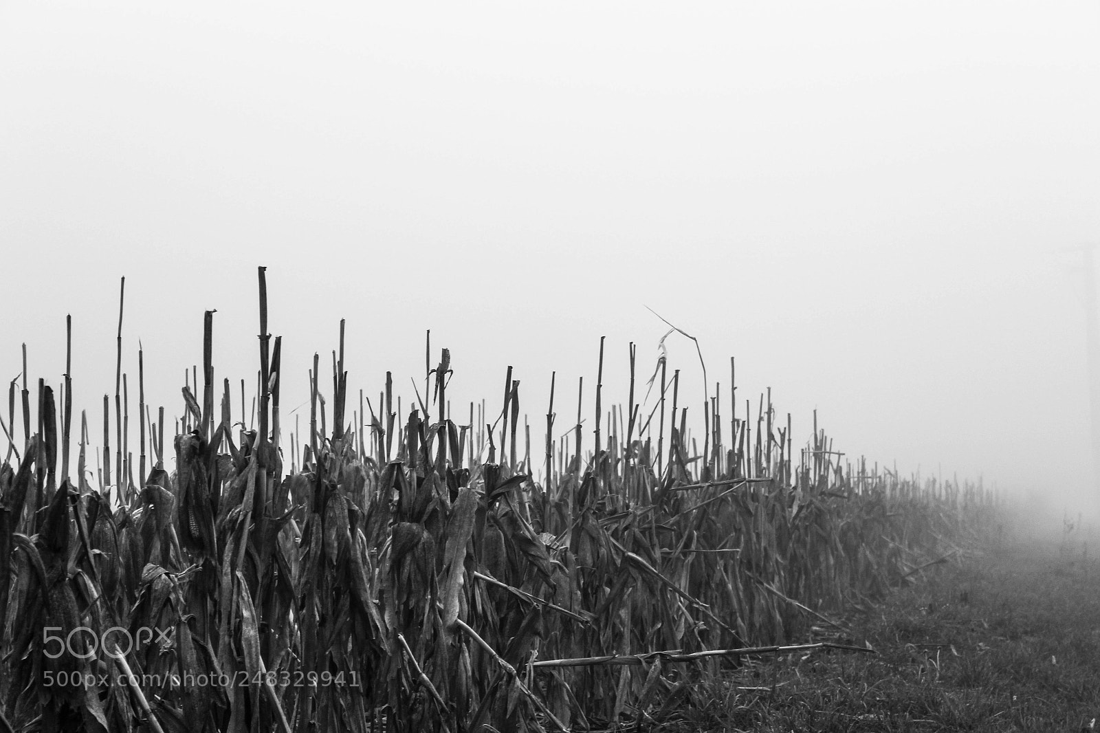 Canon EOS 100D (EOS Rebel SL1 / EOS Kiss X7) sample photo. Corn field photography