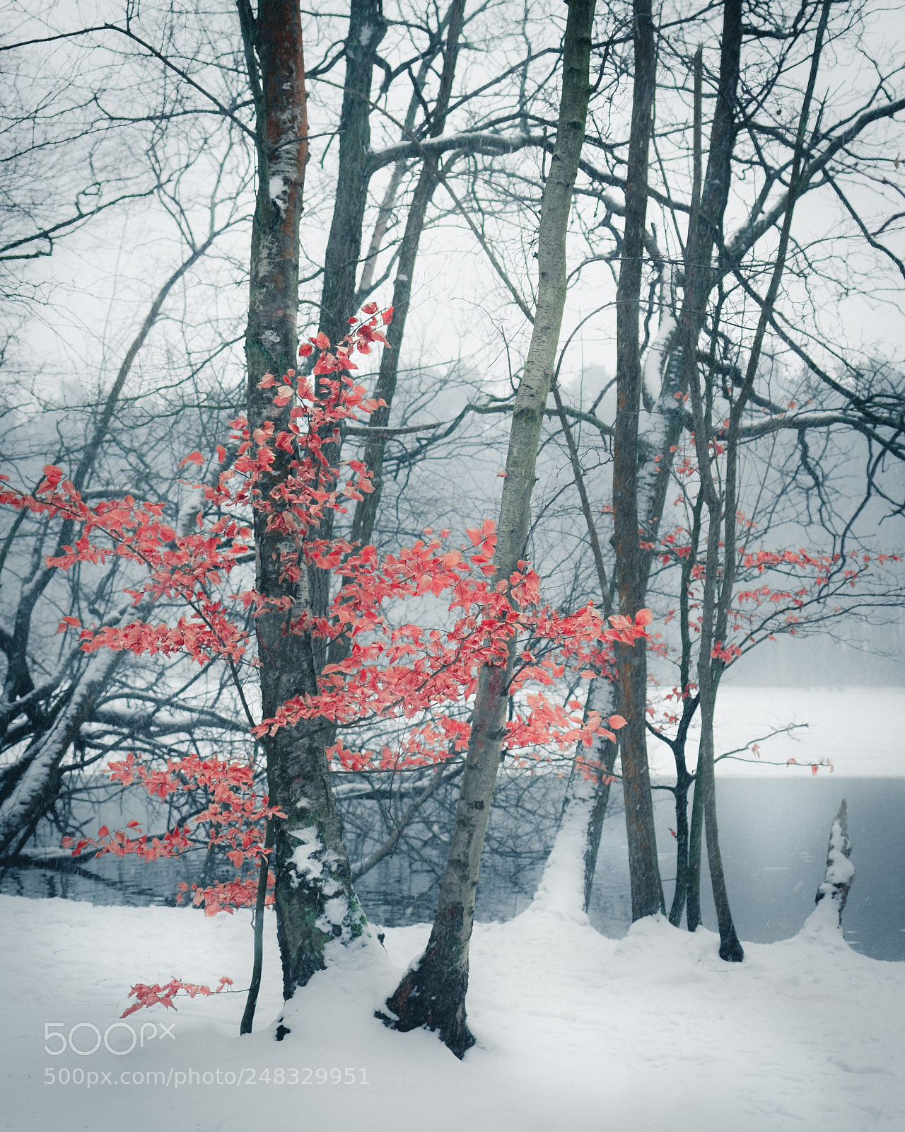 Fujifilm X-T10 sample photo. A song of ice photography