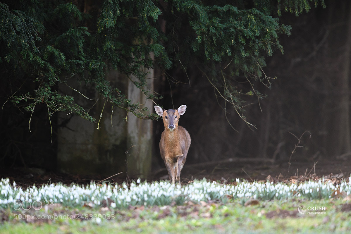 Nikon D5 sample photo. Muntjac emerging from woodland photography