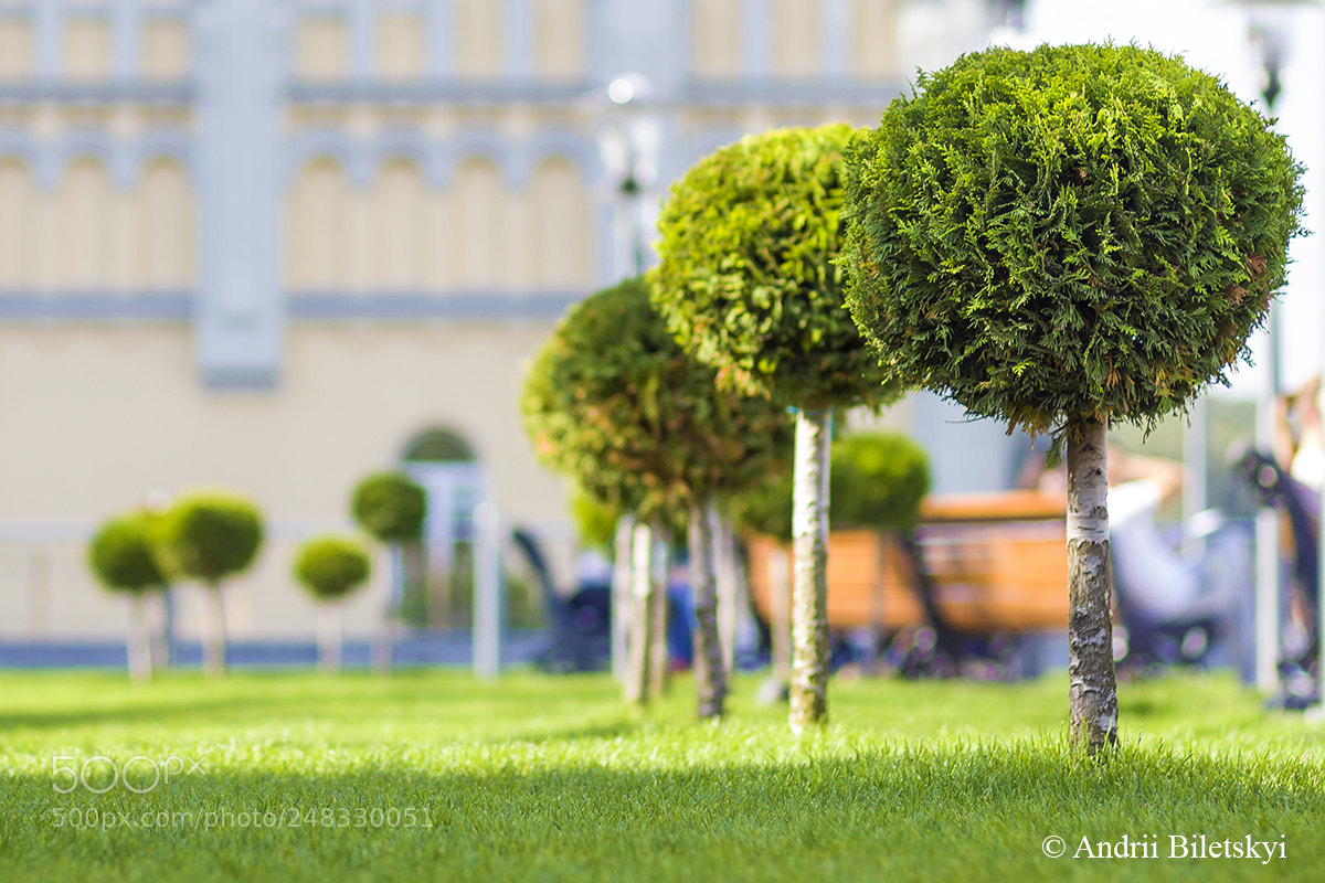 Canon EOS 60D sample photo. Untitled photography