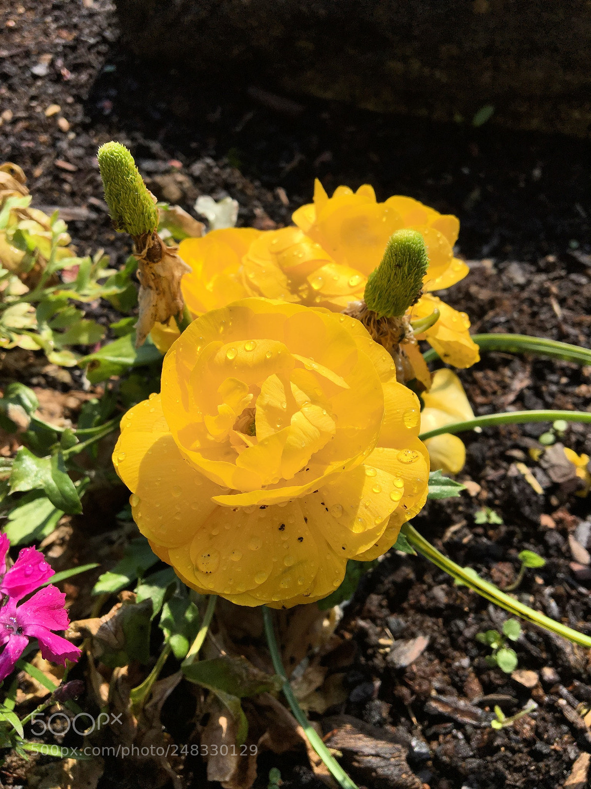 Apple iPhone 6s sample photo. Untitled photography