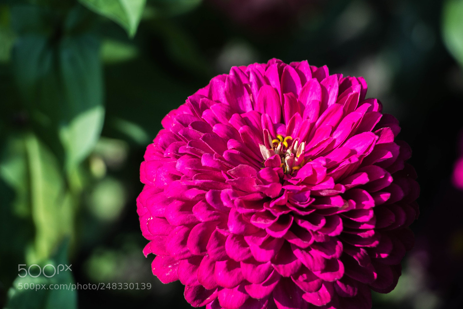 Canon EOS 7D Mark II sample photo. Burst of color photography