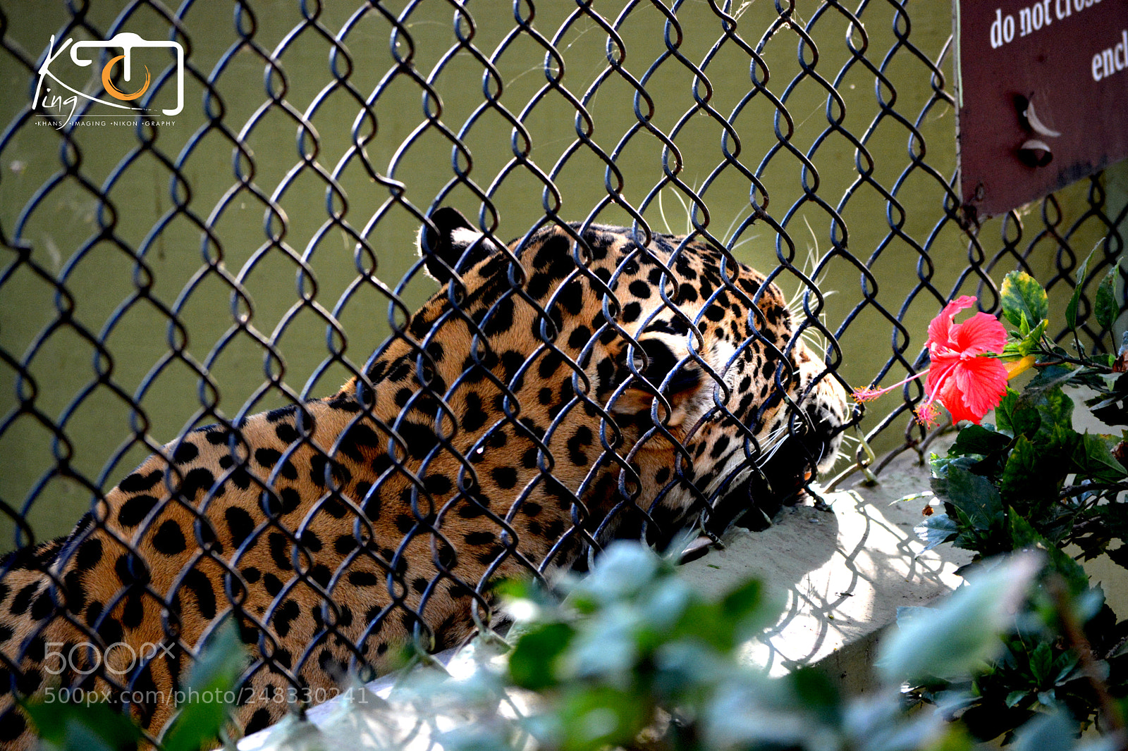 Nikon D5200 sample photo. Cheetah photography