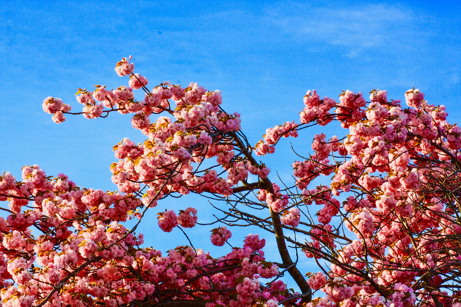 Canon EOS 40D sample photo. Cherry blossom photography