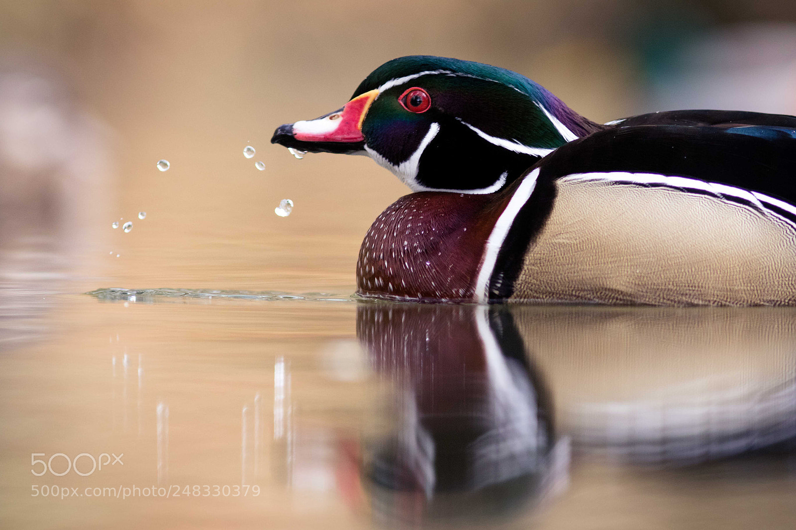 Canon EOS 7D Mark II sample photo. Untitled photography