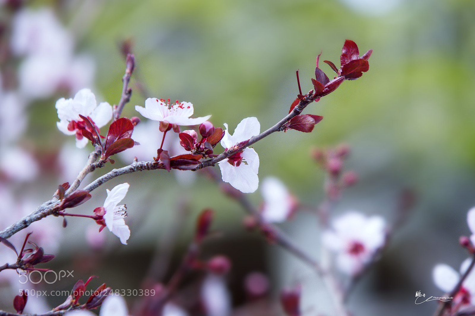 Canon EOS M6 sample photo. 春花开 photography
