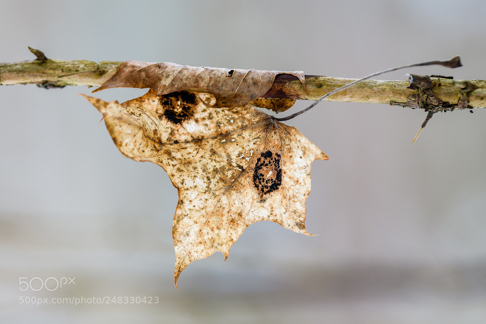 Nikon D500 sample photo. Leaf photography