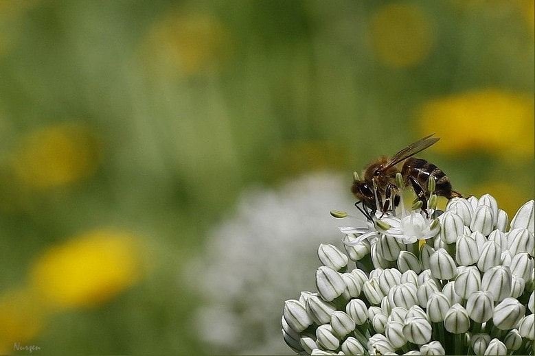 Canon EF 100mm F2.8L Macro IS USM sample photo. Spring photography