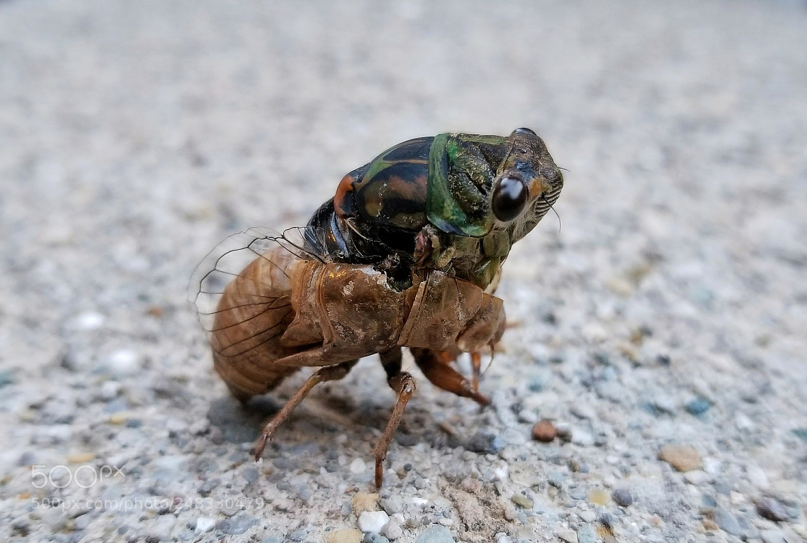 Samsung Galaxy S8 sample photo. Cicada in transformation photography