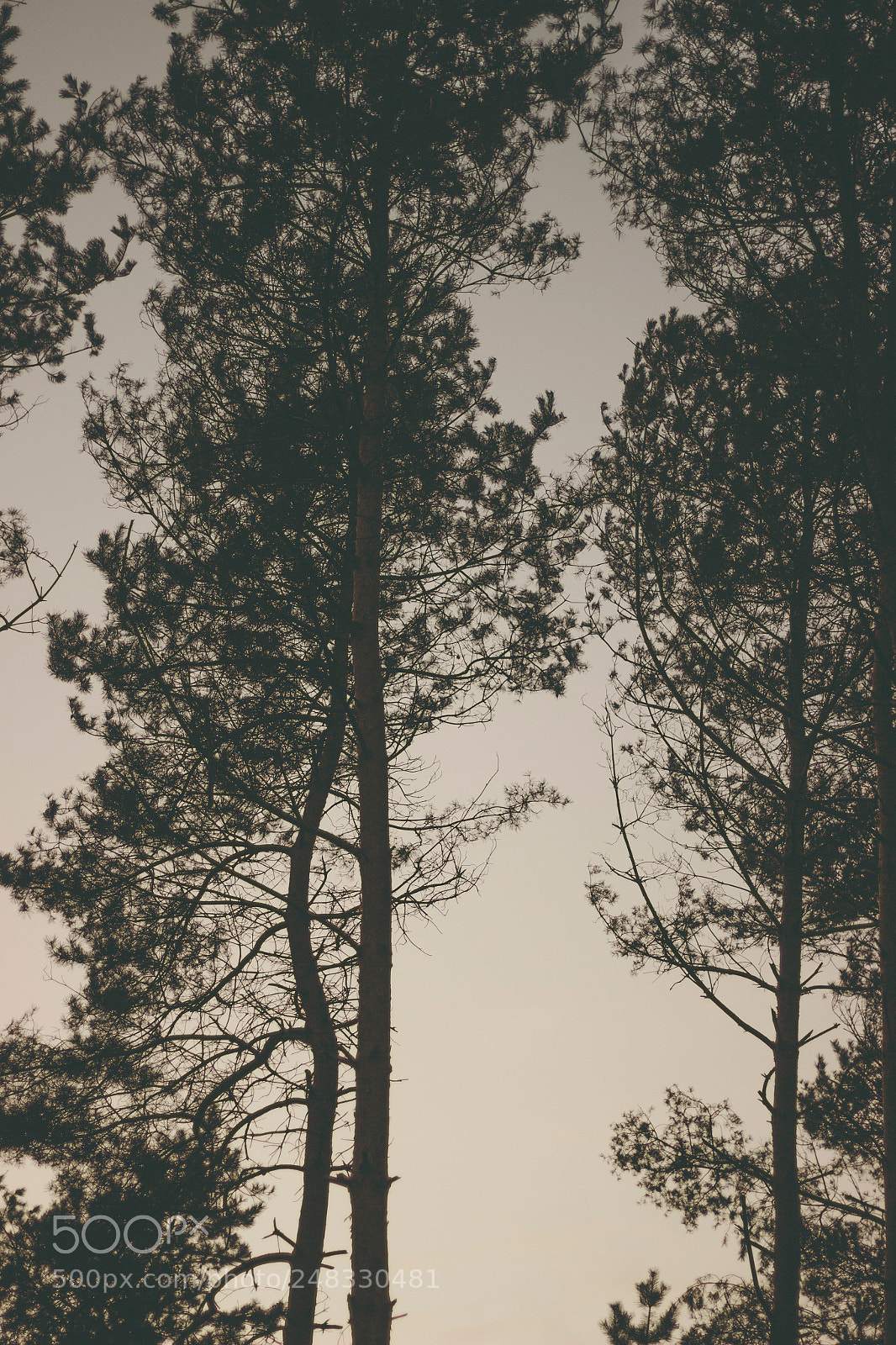 Canon EOS 600D (Rebel EOS T3i / EOS Kiss X5) sample photo. Sunset in the woods photography
