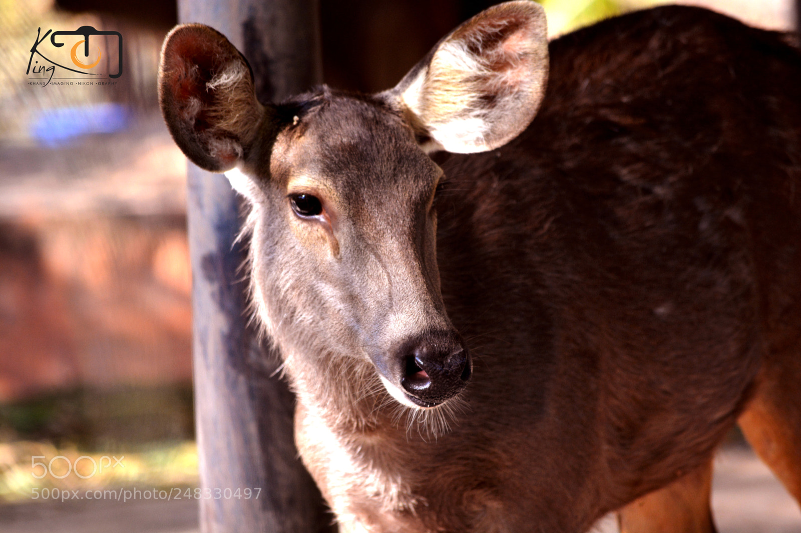 Nikon D5200 sample photo. Knock knock photography