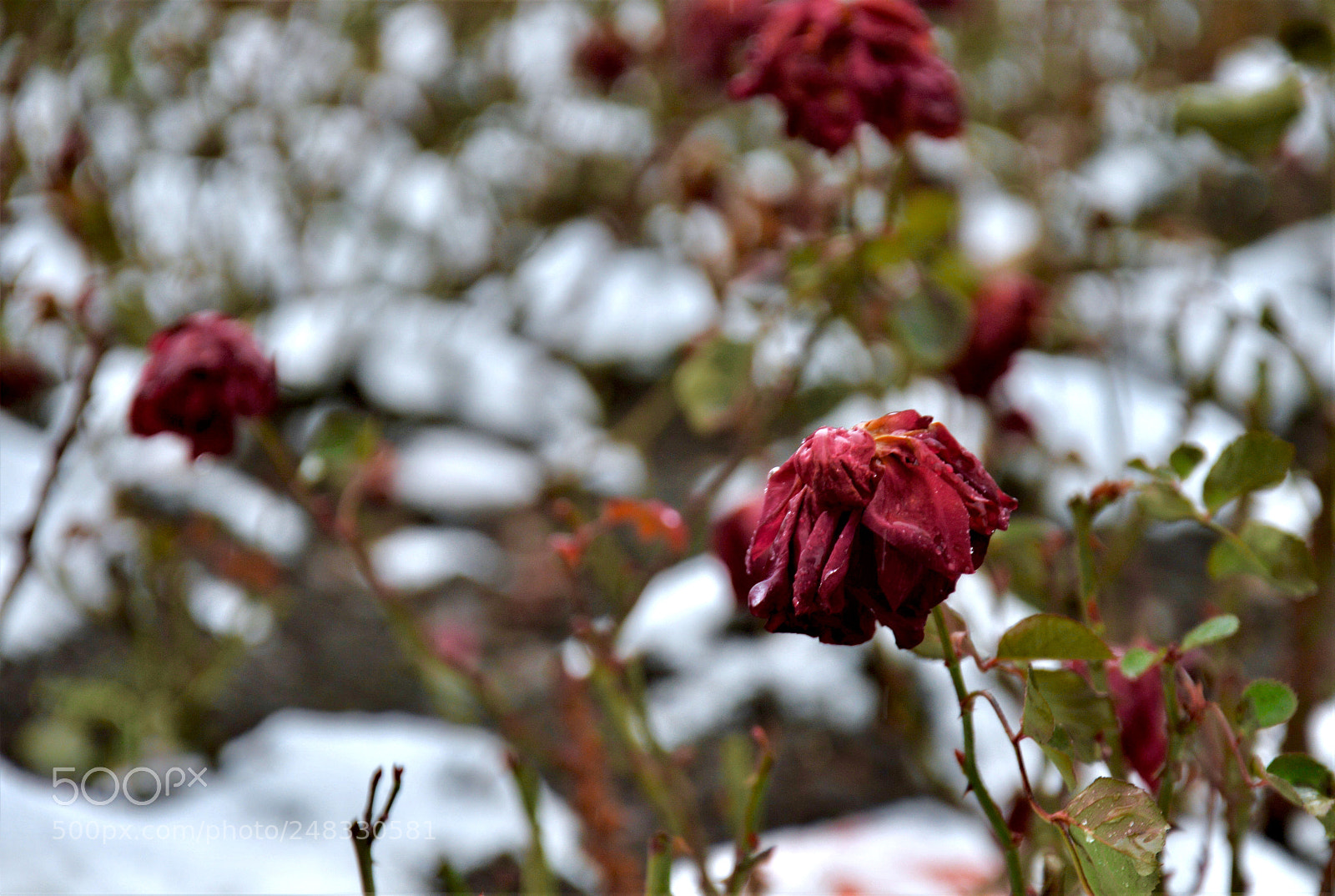 Nikon D3200 sample photo. Rose photography