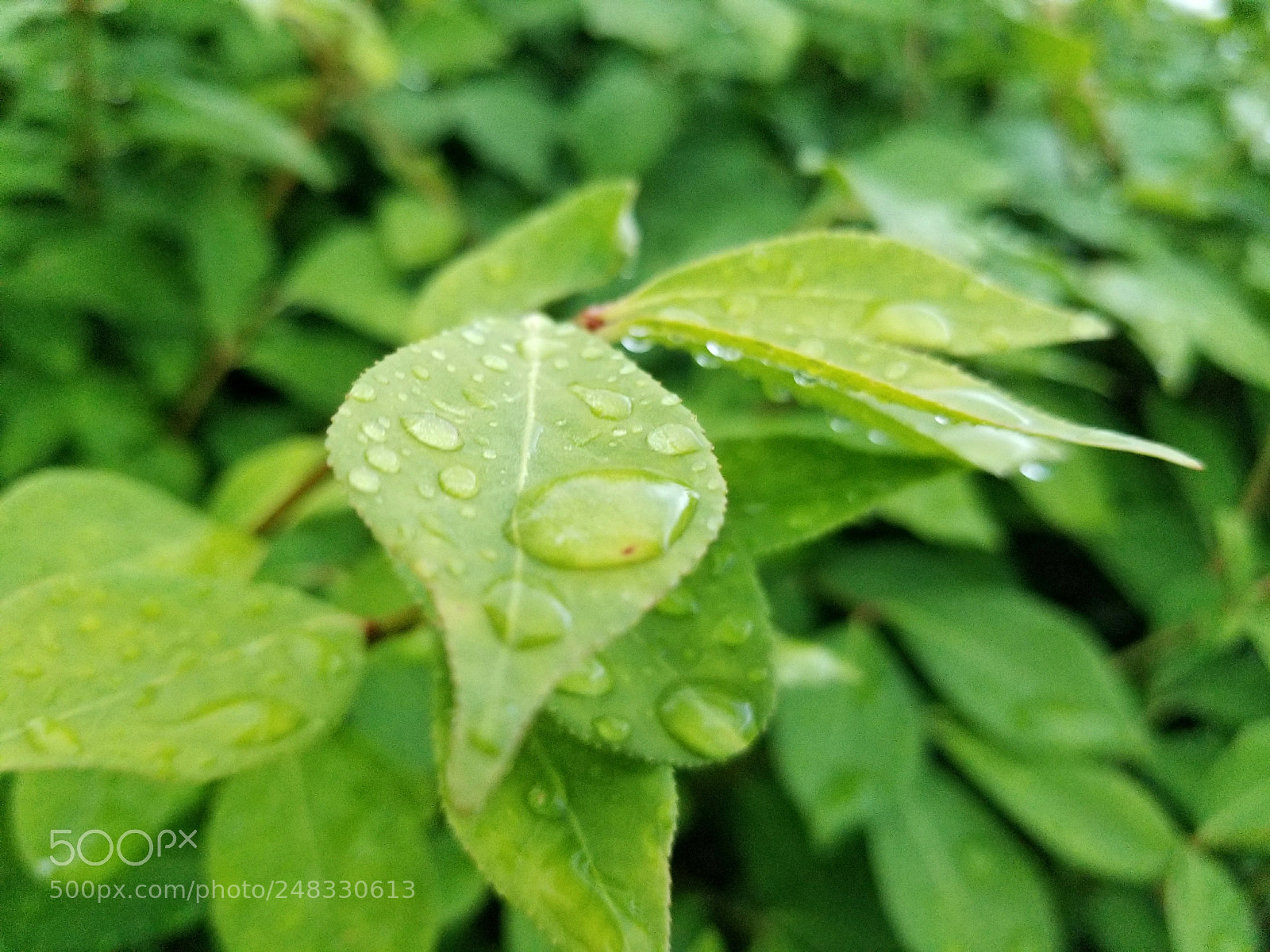 Samsung Galaxy S8 sample photo. Spring rain photography