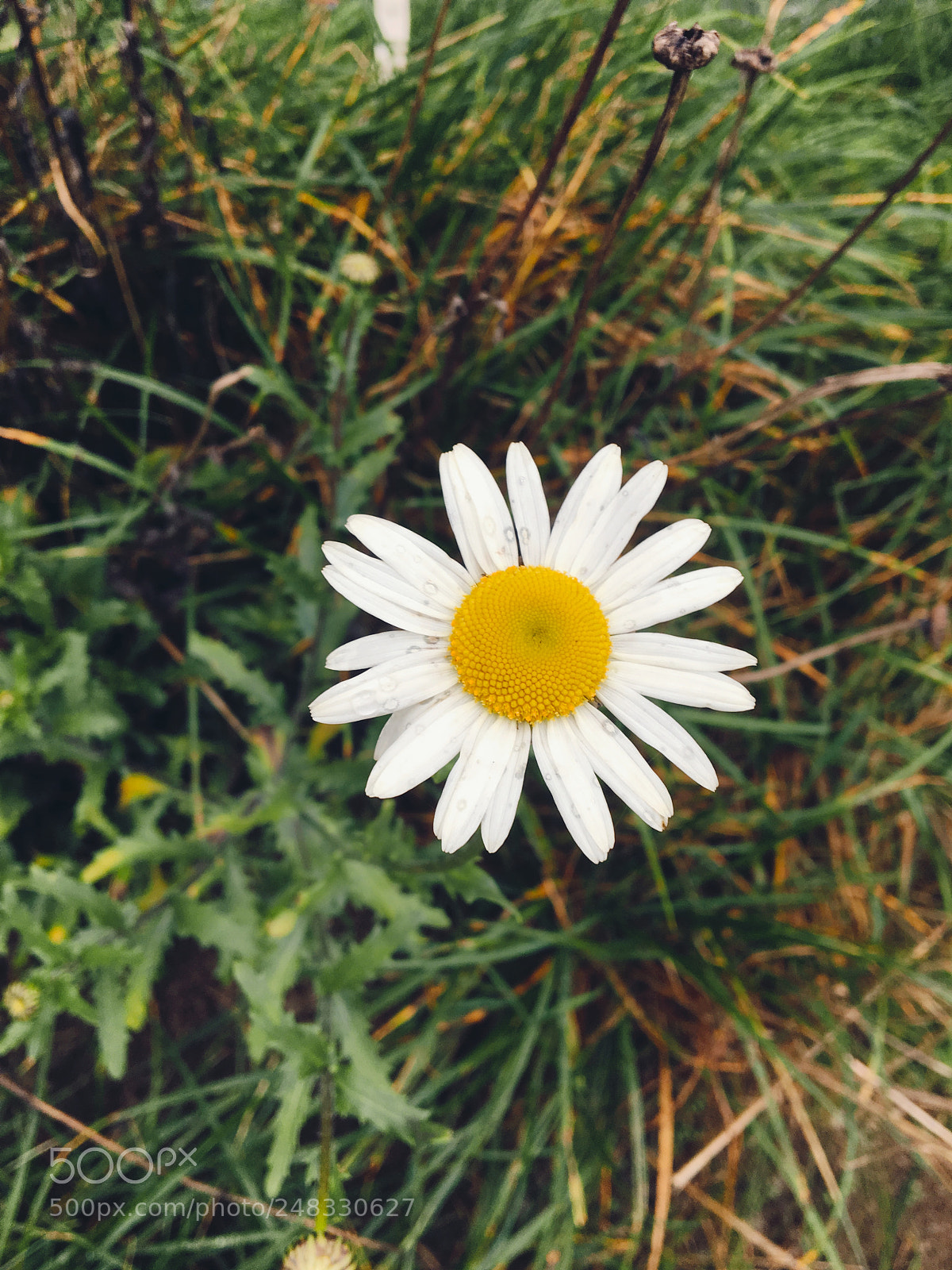 Apple iPhone 6s sample photo. The only flower around photography